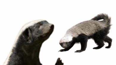 لماذا لا يخشى غرير العسل الحيوانات الأقوى والأكبر منه؟