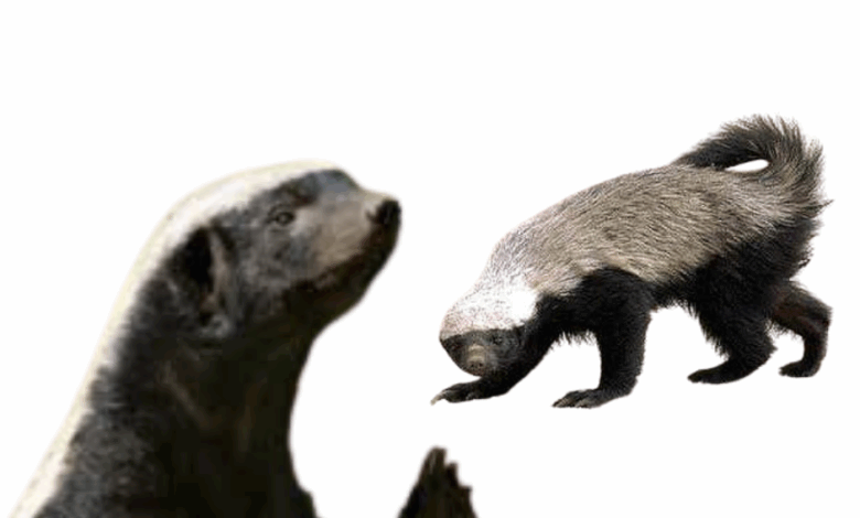 لماذا لا يخشى غرير العسل الحيوانات الأقوى والأكبر منه؟