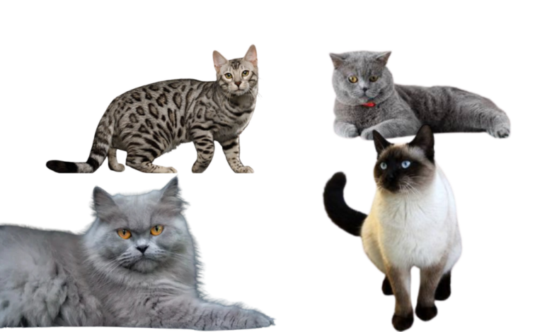 هل يمكن لقطّة صغيرة أن تُعيد ترتيب العالم داخلنا؟